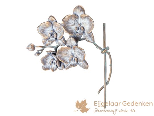 Bloemen - planten