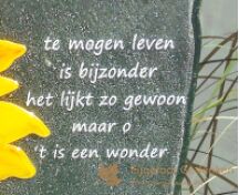 Grafmonument van glas met een zonnebloem foto 2
