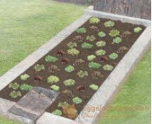 Grafsteen met ruimte voor beplanting foto 3