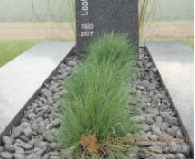 Modern grafmonument met siergrassen foto 2